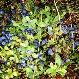 That moment when you spill your berries and have to start all over again.