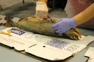 Step one cut and pull of fish skin from body