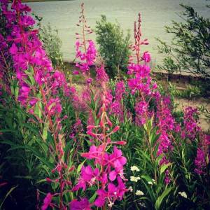 Fireweed
